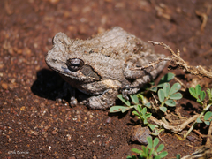 Chiromantis petersii
