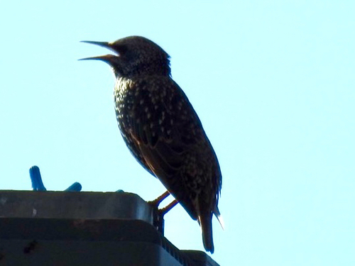 European Starling