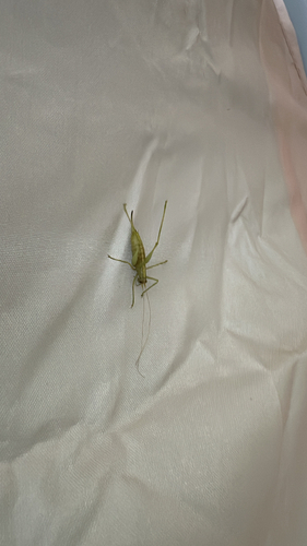 Southern Oak Bush-cricket