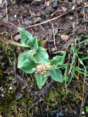 Micranthes hitchcockiana