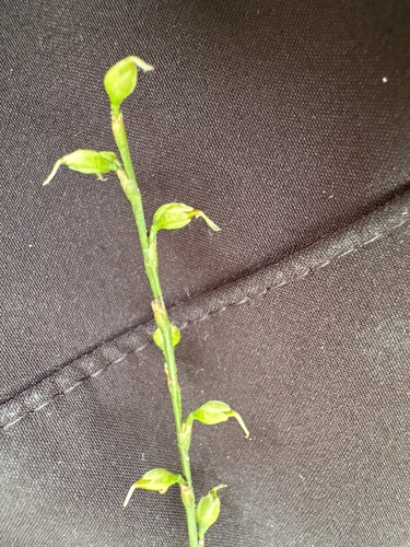 American jumpseed