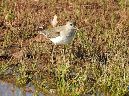 Solitary Sandpiper