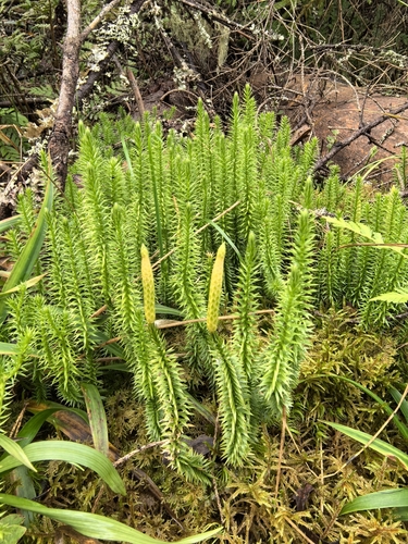 interrupted clubmoss