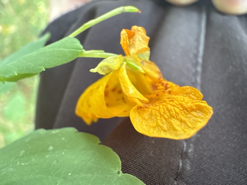 common jewelweed