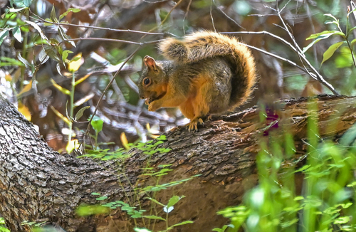 Mexican Fox Squirrel observed by pfaucher