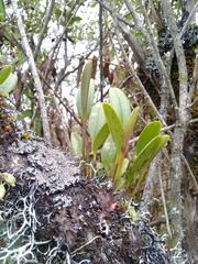 Stelis multirostris