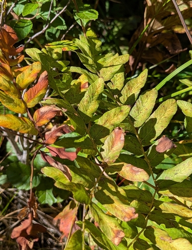 American Royal Fern