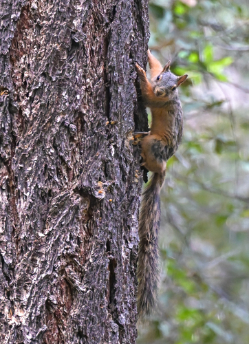 Mexican Fox Squirrel observed by pfaucher