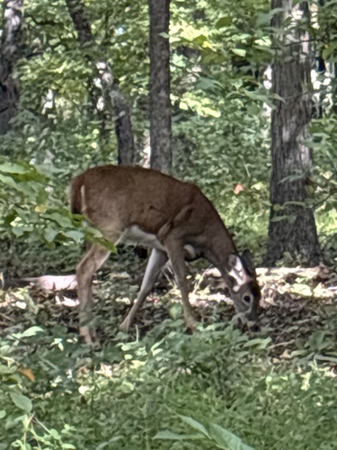 White-tailed Deer