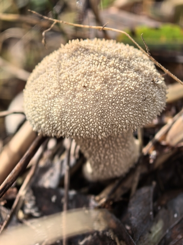 common puffball