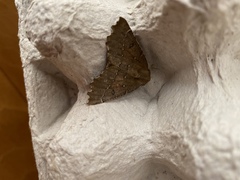 Odontopera bidentata