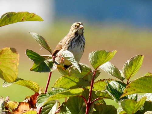 Savannah Sparrow
