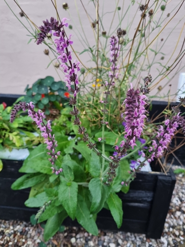 Purple Wood Sage