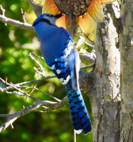 Blue Jay