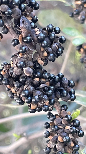 Zanthoxylum fagara, photograph 1