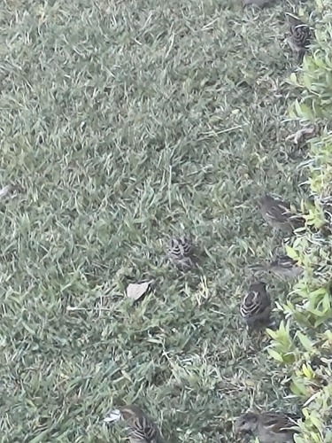 House Sparrow