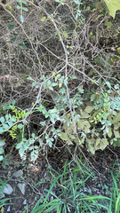 Zanthoxylum fagara, photograph (c) Adriana Nelly Correa Sandoval, some rights reserved (CC BY)