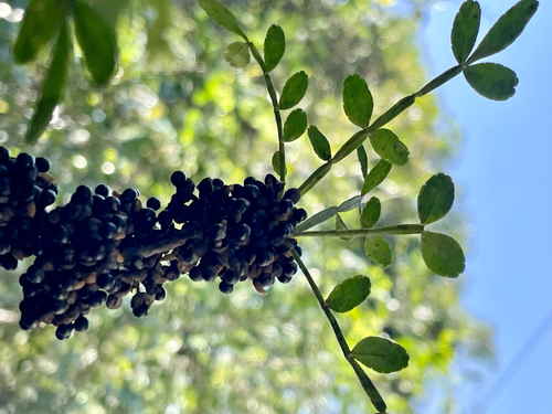 Zanthoxylum fagara