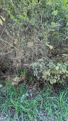 Zanthoxylum fagara, photograph (c) Adriana Nelly Correa Sandoval, some rights reserved (CC BY)