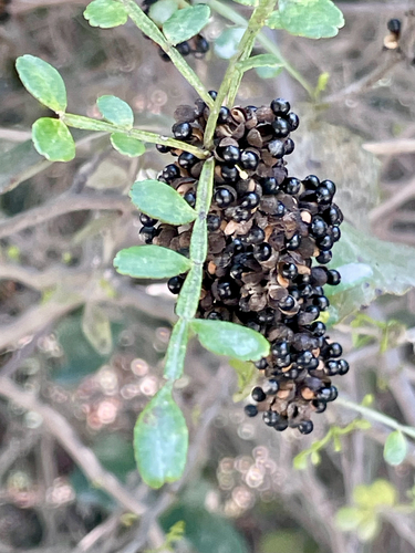 Zanthoxylum fagara, photograph 2