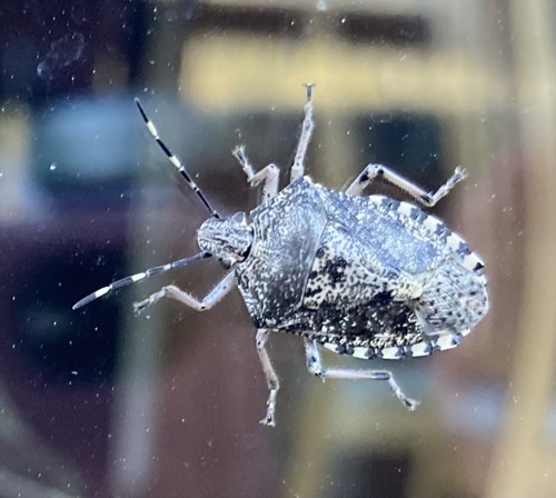 Mottled Stink Bug