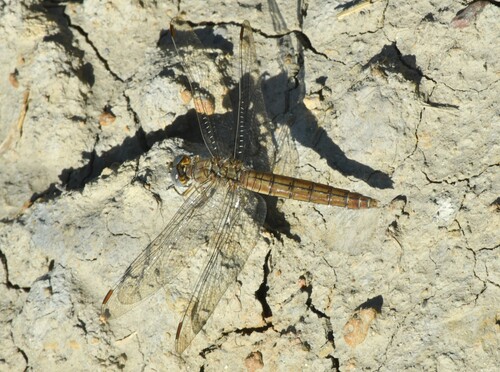 Southern Skimmer