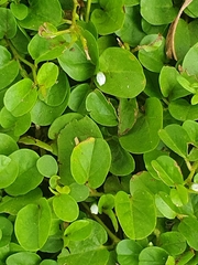 Evolvulus nummularius