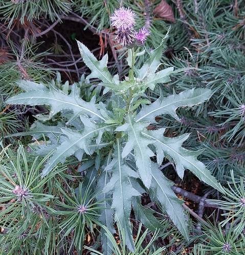 creeping thistle