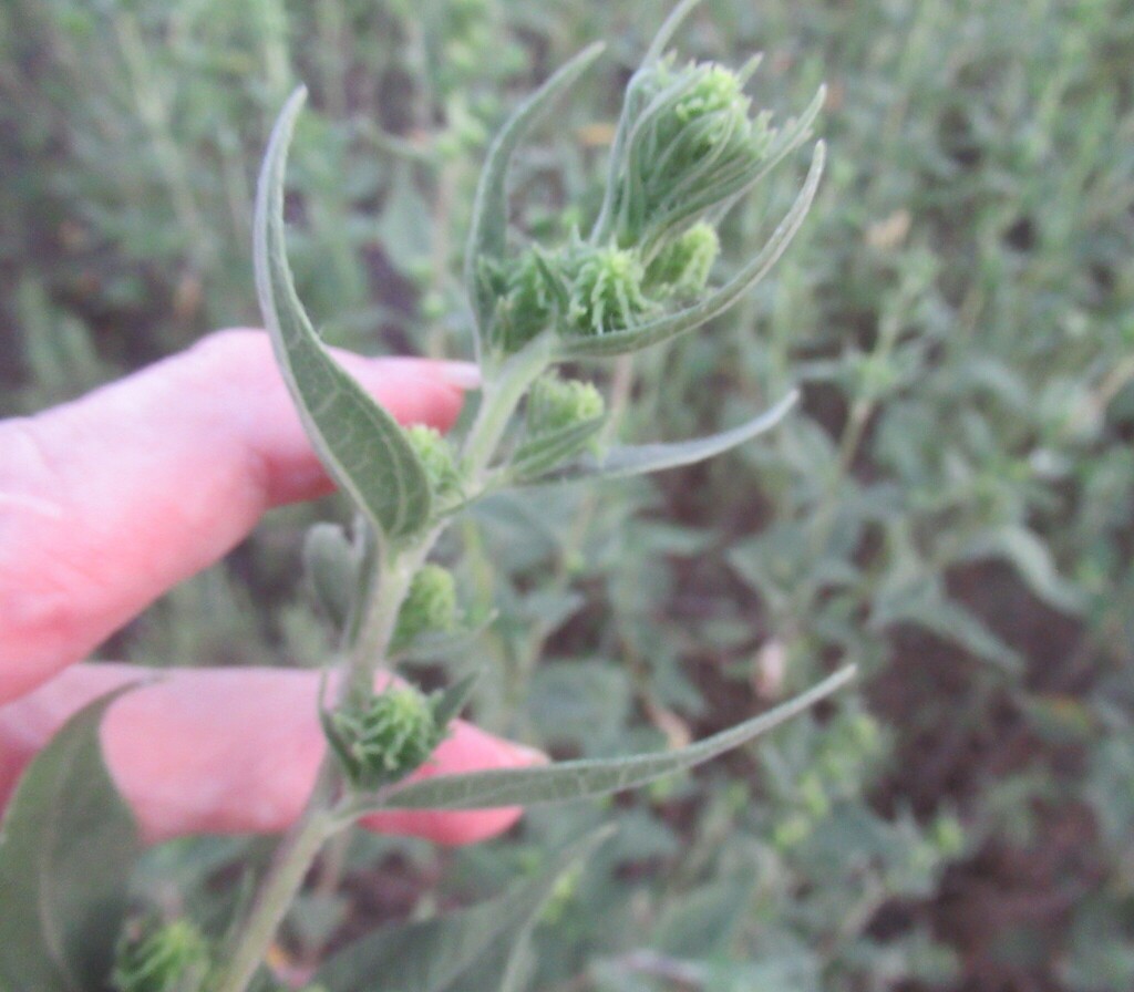 Iva annua; photograph (c) Linda Jo Conn, some rights reserved (CC BY)