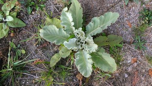 Verbascum lychnitis, photograph 4
