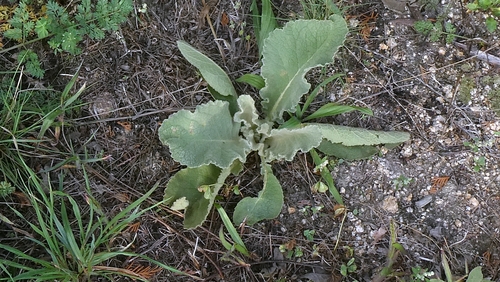 Verbascum lychnitis, photograph 5
