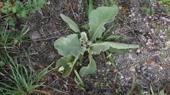 Verbascum lychnitis, photograph author not stated, no rights reserved