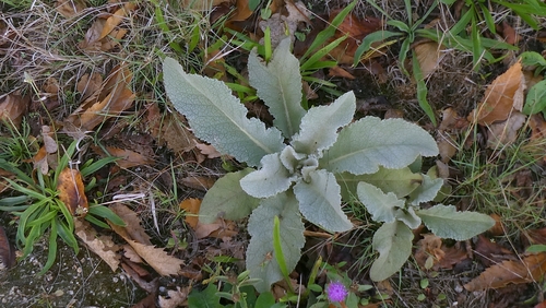 Verbascum lychnitis, photograph 6