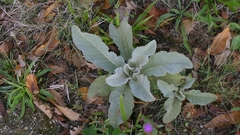 Verbascum lychnitis, photograph author not stated, no rights reserved