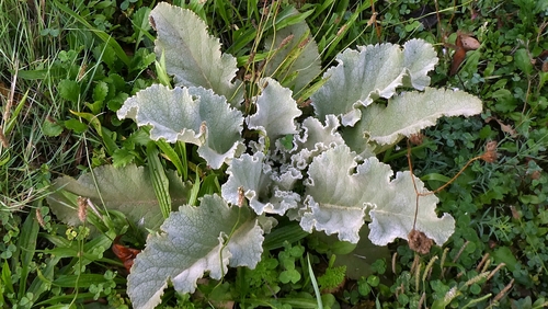 Verbascum lychnitis, photograph 3