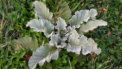 Verbascum lychnitis, photograph author not stated, no rights reserved