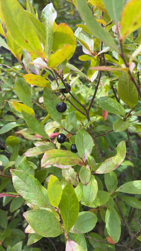 black huckleberry