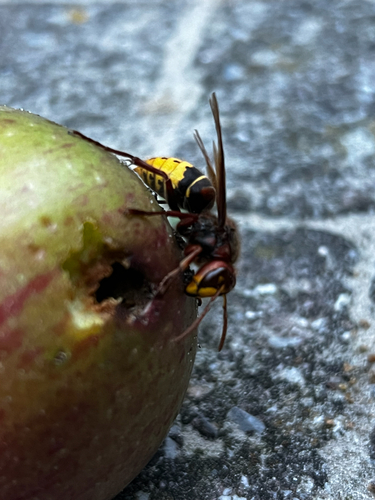 European Hornet