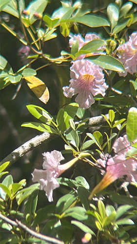 Pink Trumpet-tree