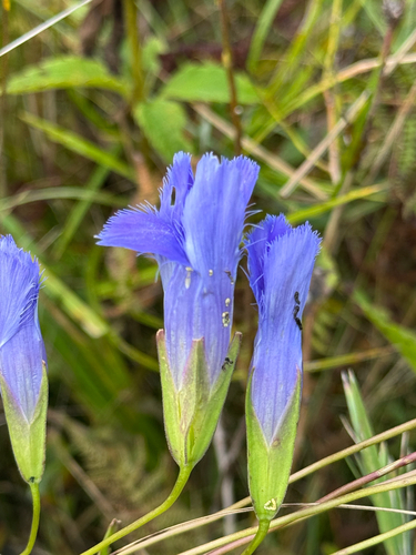 greater fringed gentian