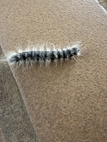 Walnut Caterpillar Moth