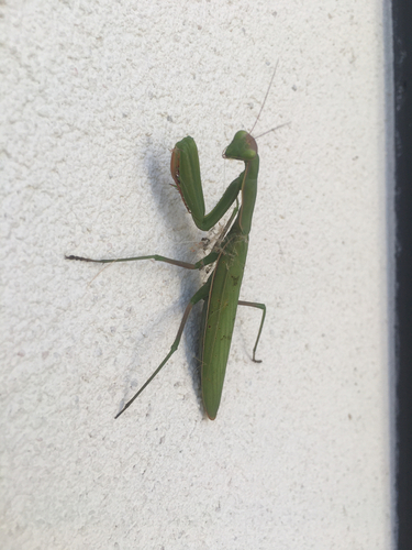 European Mantis