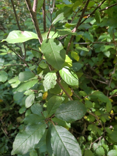 alder buckthorn