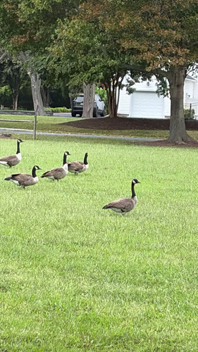 Canada Goose