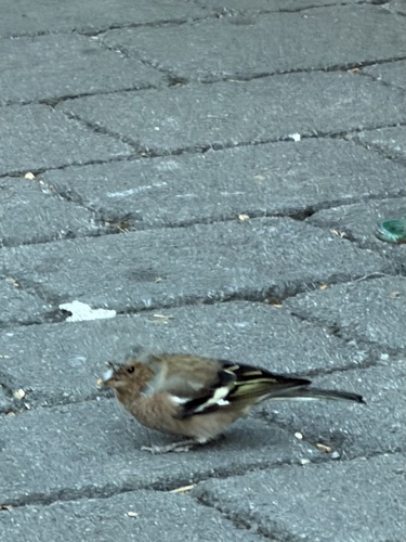 Common Chaffinch