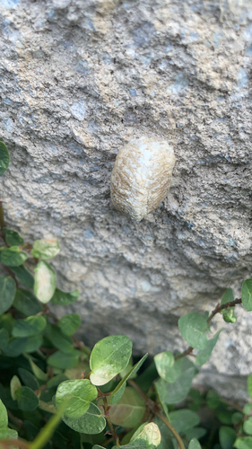 European Mantis