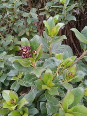 Baccharis prunifolia