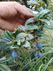 Berberis pichinchensis