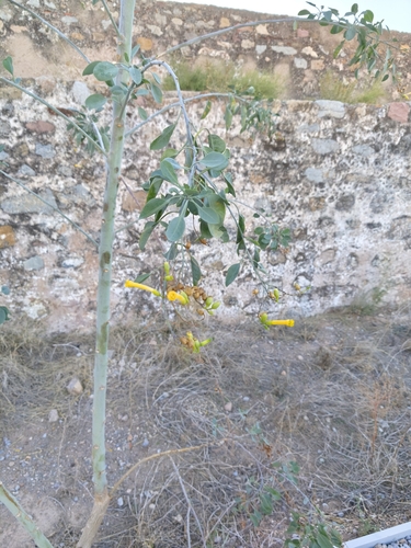 tree tobacco