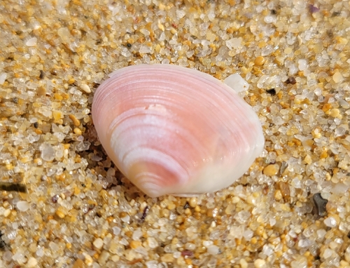 Tellina tenuis, 2026-09-23